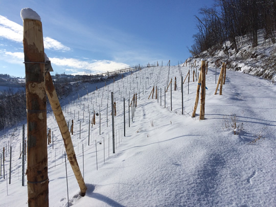 The new vineyard in the snow